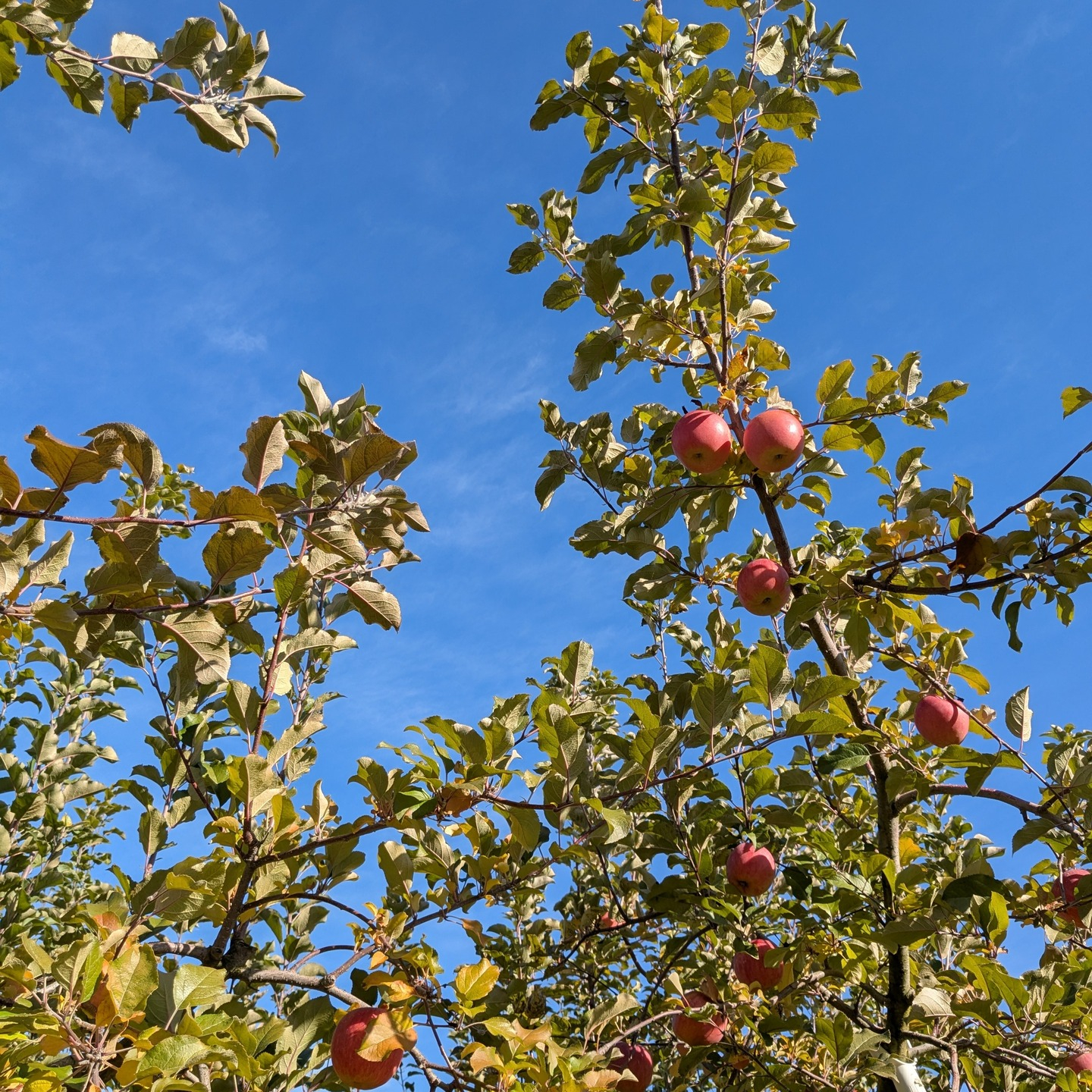 朝晩の冷え込みが一段と厳しくなってきましたね❄️ 寒い季節は
